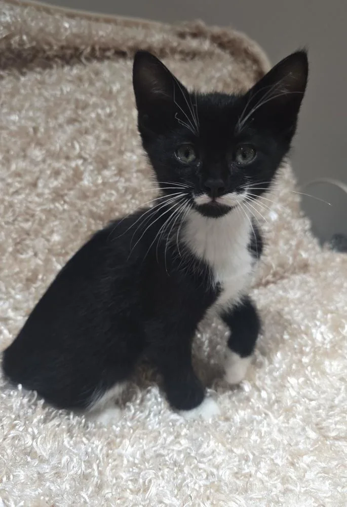 A baby medium-sized male Black & White / Tuxedo Domestic Short Hair cat named Cosmo for adoption in Clinton Township, MI