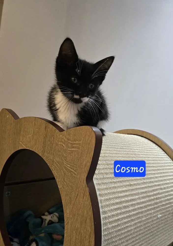 Cosmo thumbnail 5