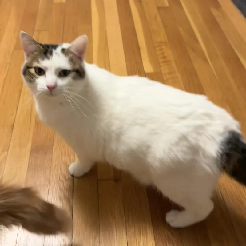 An adult large-sized female White Domestic Short Hair cat named Zelda for adoption in Wakefield, MA