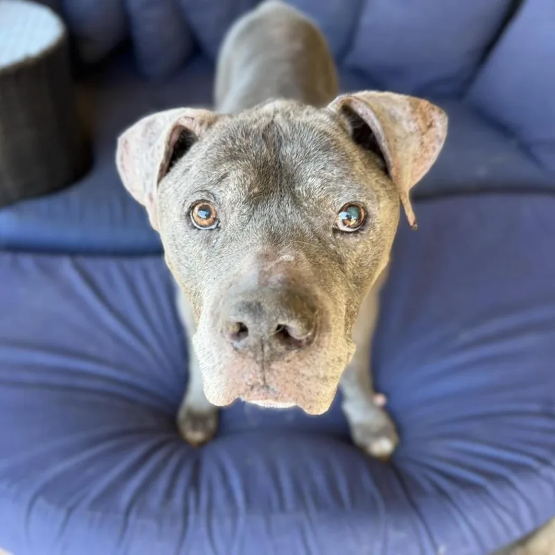 A senior large-sized male Gray / Blue / Silver Mixed Breed dog named Bleu for adoption in Ramona, CA