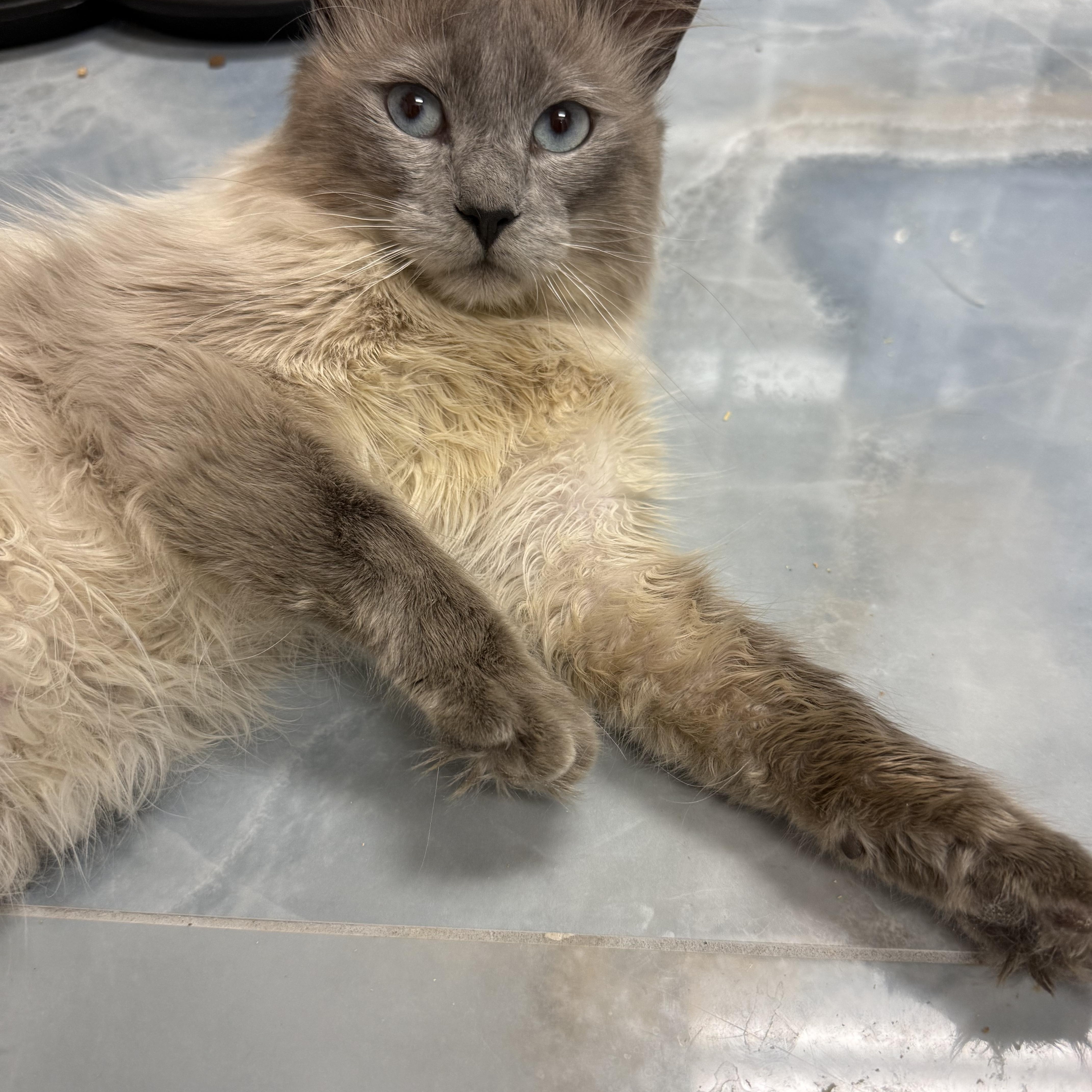 A young medium-sized male Ragdoll cat named Mr Peterman for adoption in Pomona, CA