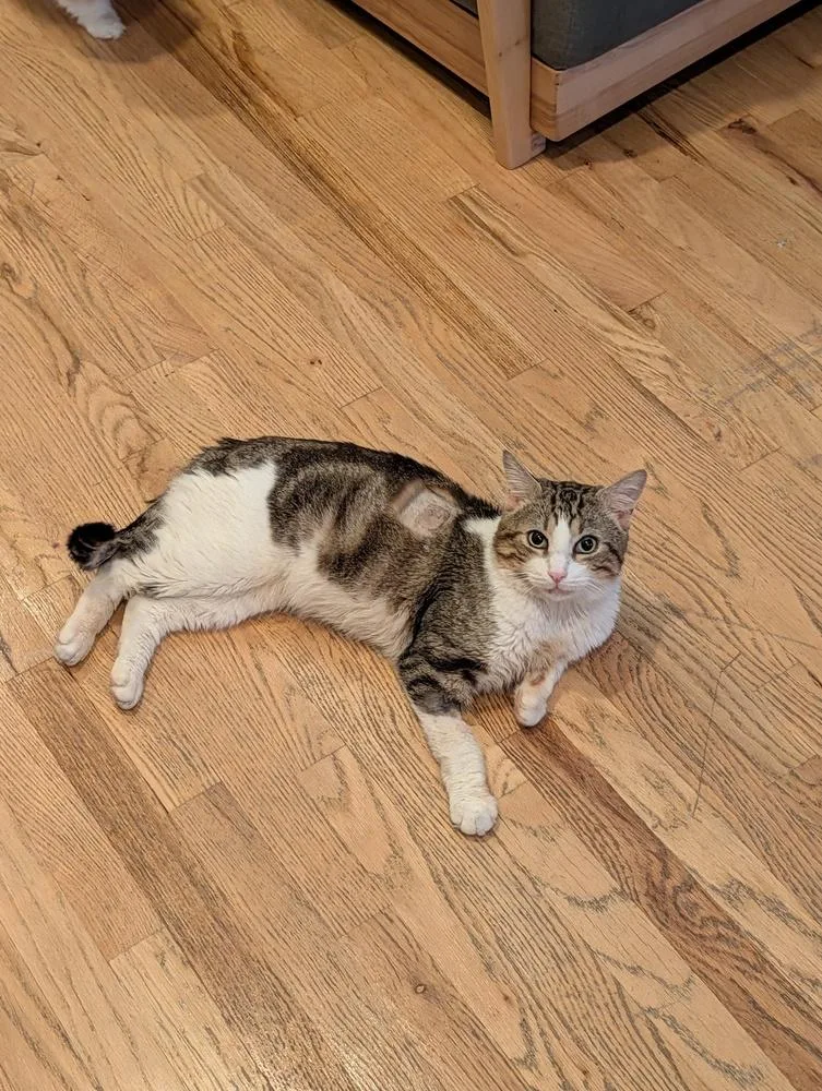 An adult medium-sized male Domestic Short Hair cat named Tommy for adoption in New York, NY