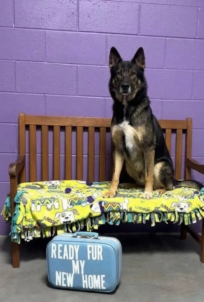 A young large-sized male Shepherd dog named Tate for adoption in North Prairie, WI