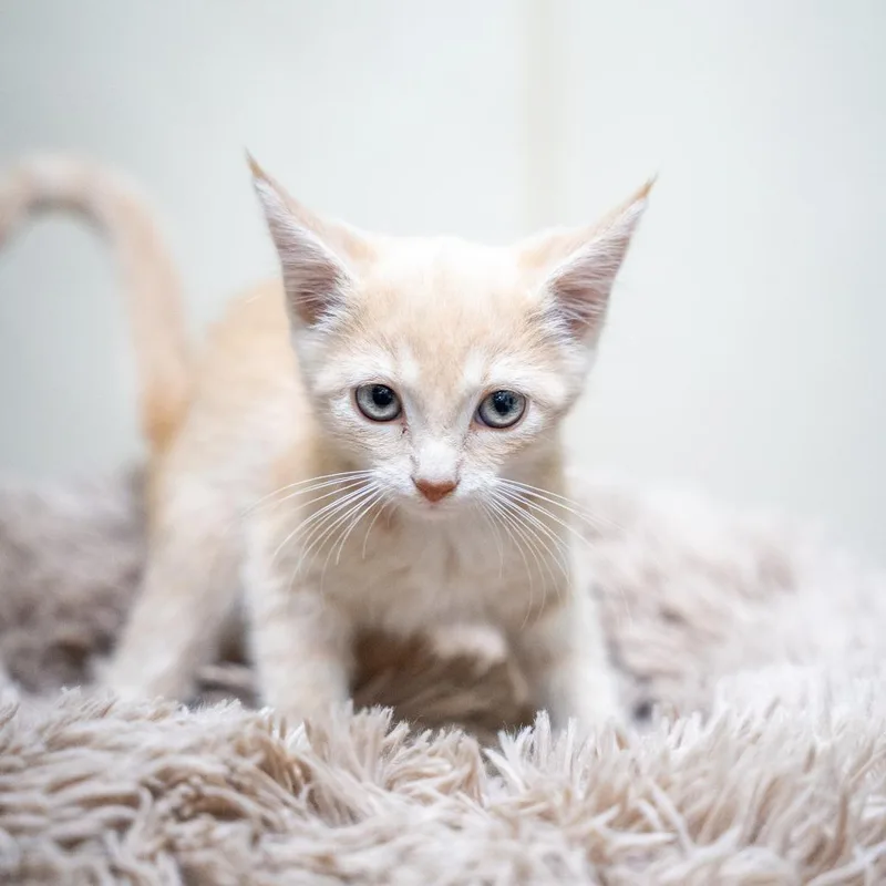 A baby small-sized female Domestic Short Hair cat named Valencia for adoption in Gainesville, GA