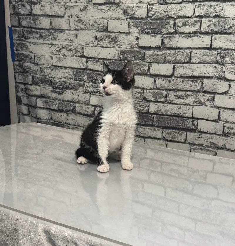 A baby medium-sized male Black & White / Tuxedo Domestic Short Hair cat named Gizmo for adoption in Tuscaloosa, AL