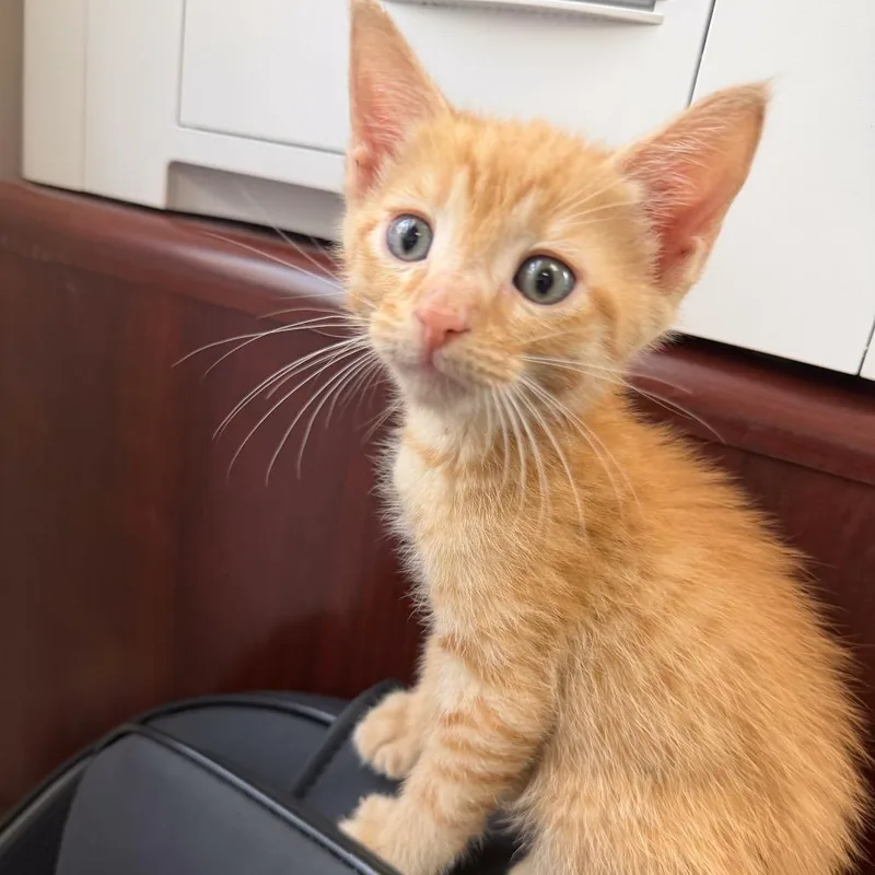 A baby small-sized male Tortoiseshell Domestic Short Hair cat named Julius for adoption in Jupiter, FL