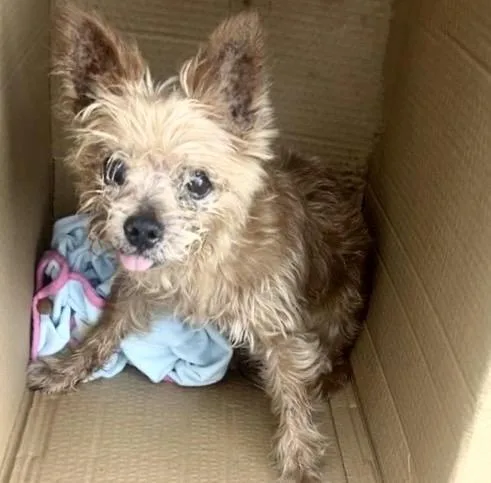 A senior small-sized male Yorkshire Terrier dog named A for adoption in Houston, TX