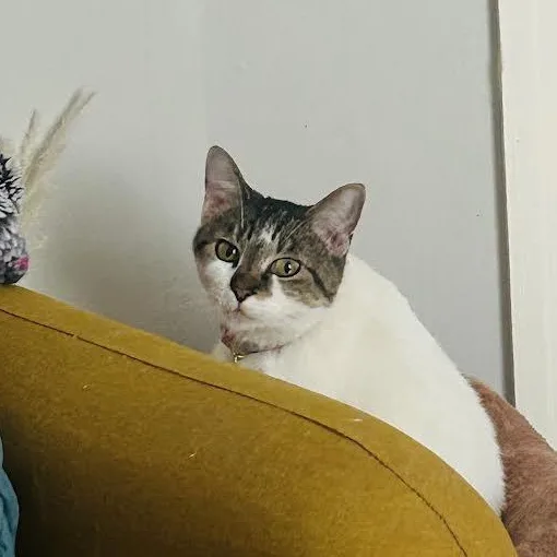 An adult medium-sized female Domestic Short Hair cat named Kimmy for adoption in Springfield, MO