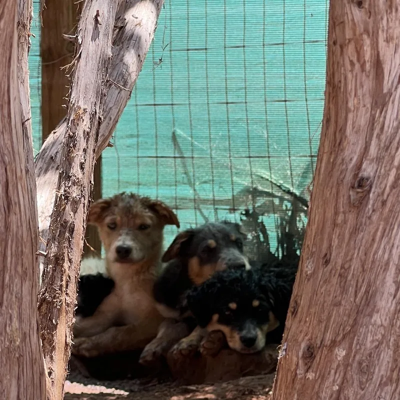 A baby medium-sized female Black Mixed Breed dog named Keepies for adoption in Moab, UT