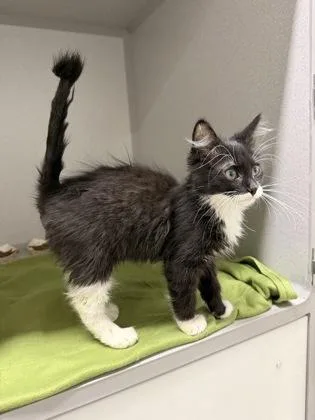 A baby small-sized male Domestic Short Hair cat named Beriberi for adoption in Sacramento, CA