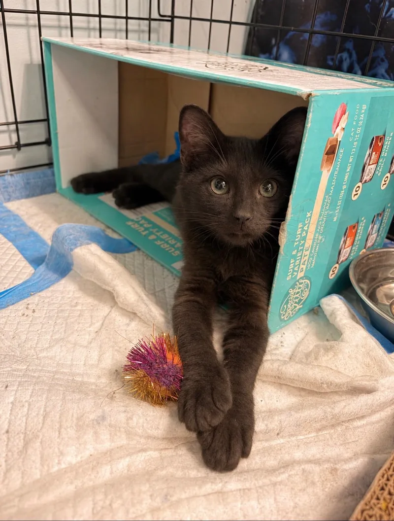 A baby small-sized male Black Bombay cat named Marlin for adoption in Boca Raton, FL