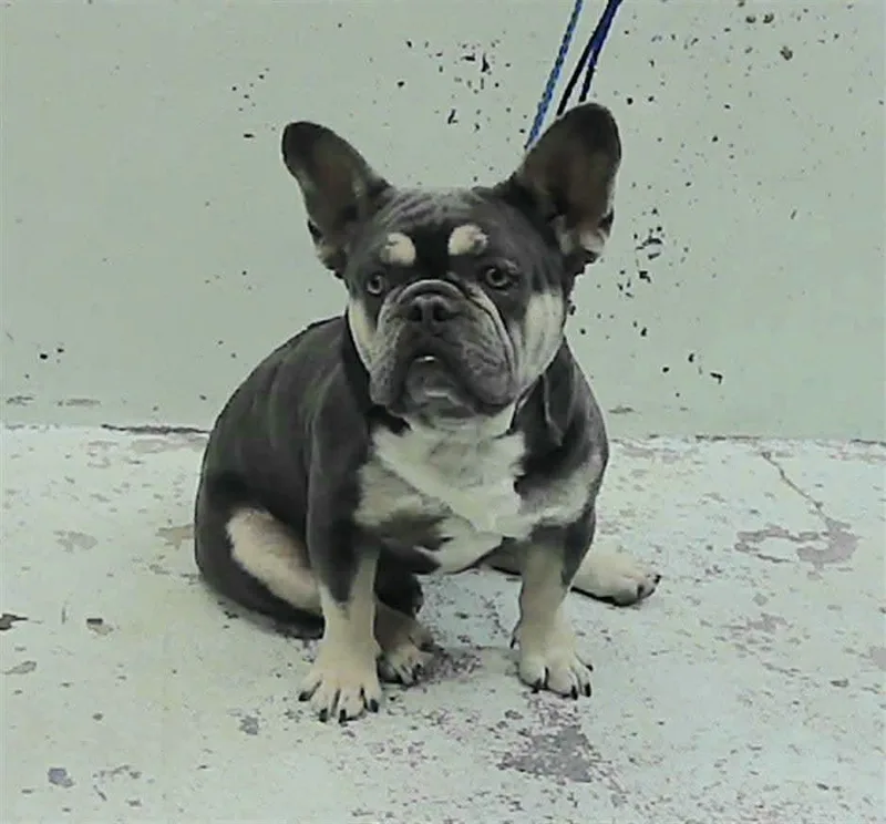 An adult medium-sized male French Bulldog dog named Meatloaf HW+ for adoption in Sedalia, CO