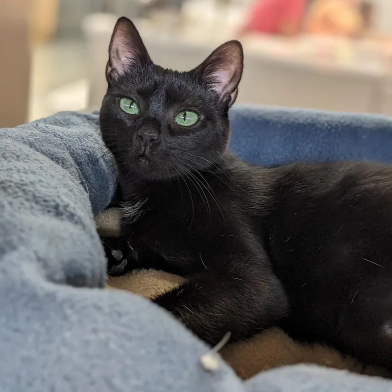 An adult medium-sized female Black Domestic Short Hair cat named Emerald for adoption in Cape Girardeau, MO