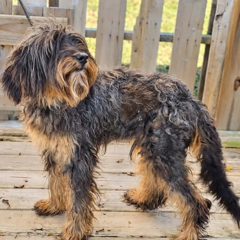 A baby small-sized male Black Poodle dog named TNGCStray for adoption in Pulaski, TN