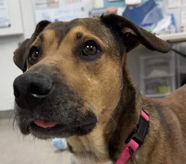 An adult large-sized male Shepherd dog named Sweetest Baby for adoption in San Diego, CA
