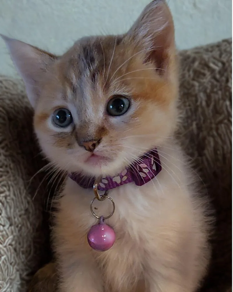 A baby small-sized female Domestic Long Hair cat named Izzy for adoption in Pacifica, CA
