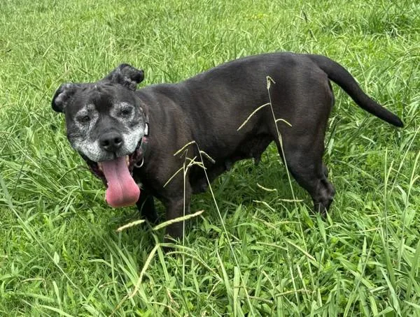 A senior large-sized female Pit Bull Terrier dog named Beauty for adoption in Virginia Beach, VA