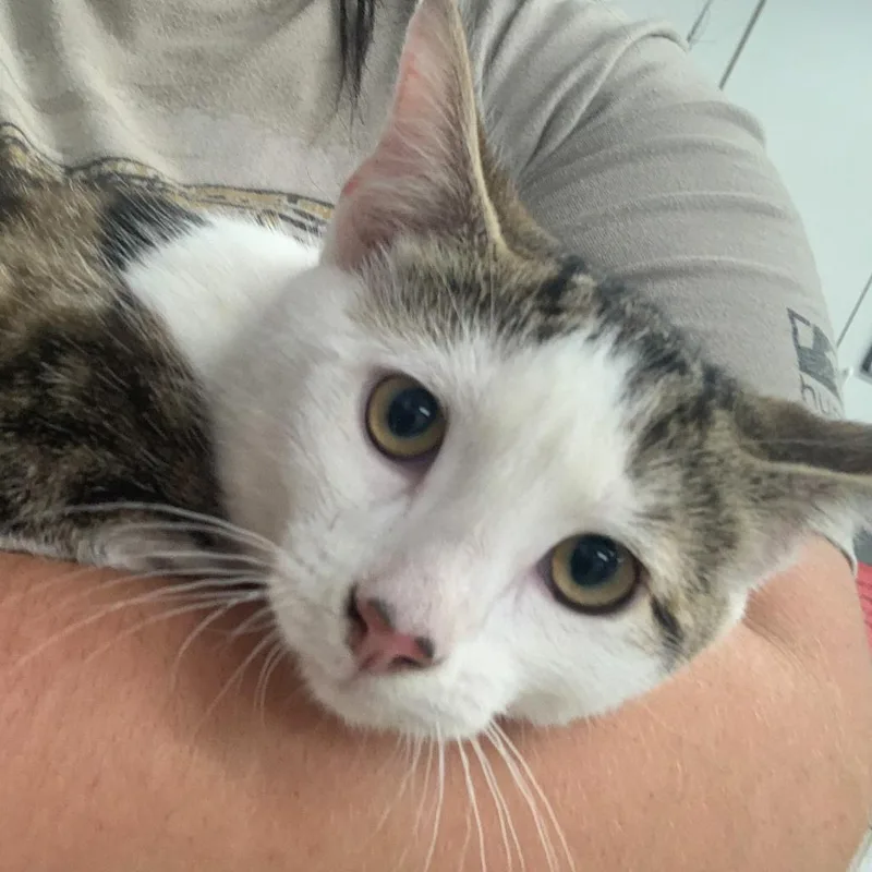 An adult medium-sized male Brown / Chocolate Domestic Medium Hair cat named Snickers for adoption in Spokane, WA