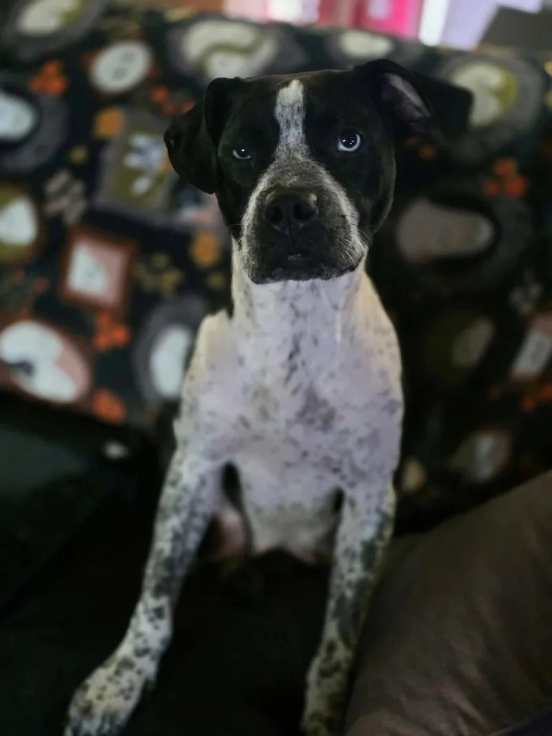A young medium-sized female Pit Bull Terrier dog named Momma Cora for adoption in Shinnston, WV