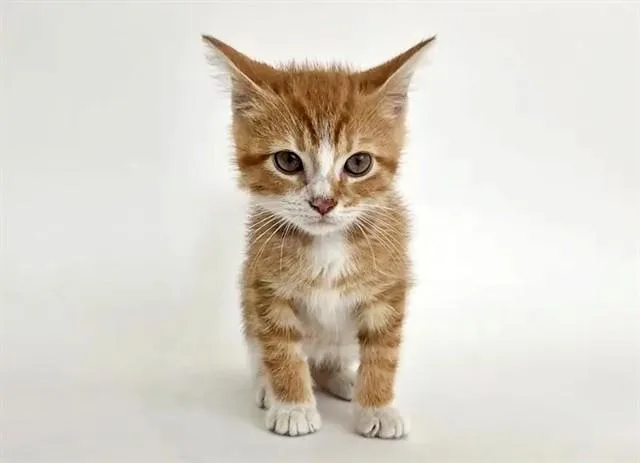 A baby small-sized male Domestic Short Hair cat named Sunshine for adoption in Saint Louis, MO