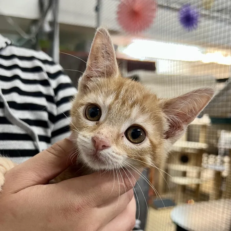 A baby small-sized female Orange / Red Domestic Short Hair cat named Sigma for adoption in Morgan Hill, CA