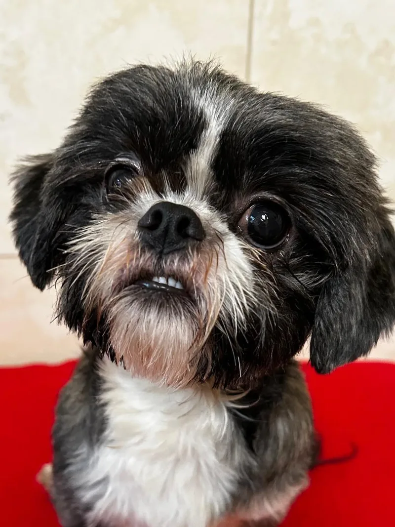 A young small-sized female Bicolor Shih Tzu dog named Pippi for adoption in Bartonsville, PA