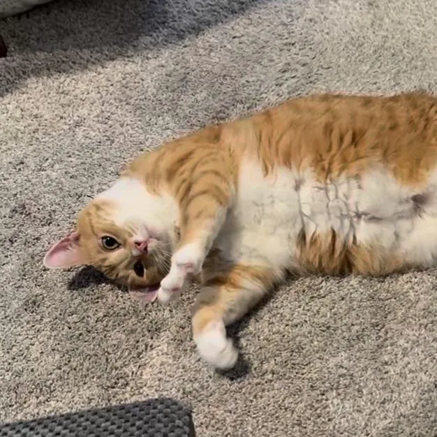 An adult large-sized female Orange / Red Domestic Short Hair cat named Tangerine for adoption in Mooresville, NC