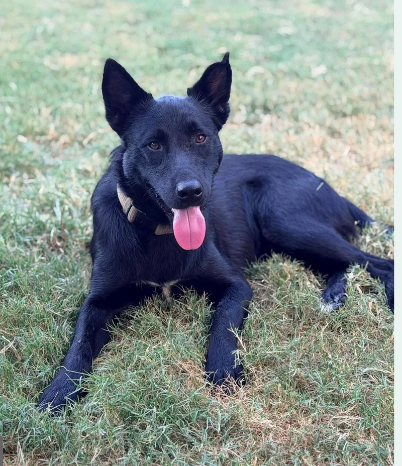 A young large-sized male German Shepherd Dog dog named Oni for adoption in Kankakee, IL