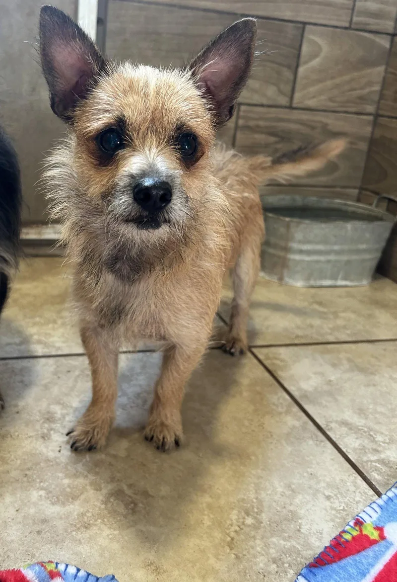 An adult small-sized male Yorkshire Terrier dog named McGee for adoption in Pipe Creek, TX