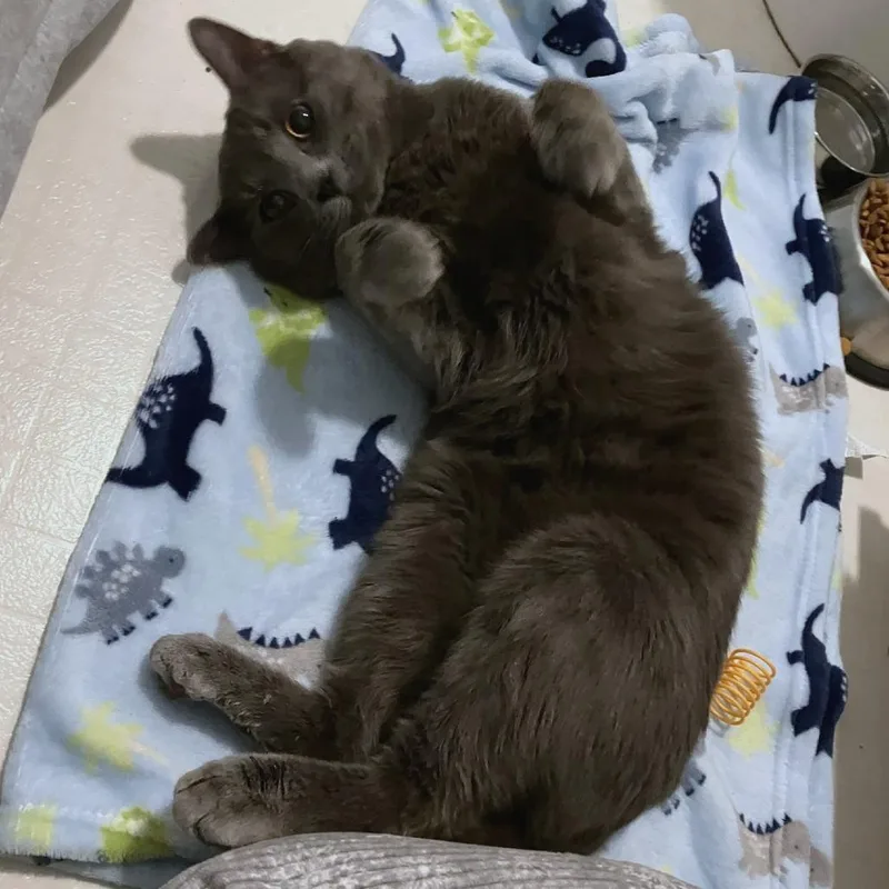 Silverleaf thumbnail 2