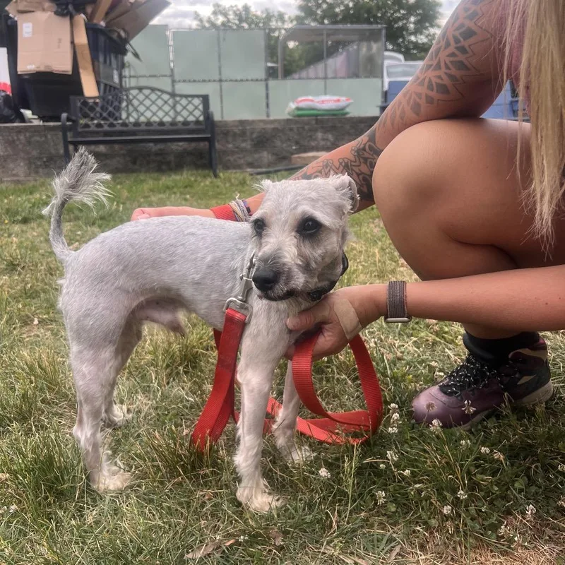 A young small-sized male Gray / Blue / Silver Mixed Breed dog named Carlos for adoption in Fredericksburg, VA