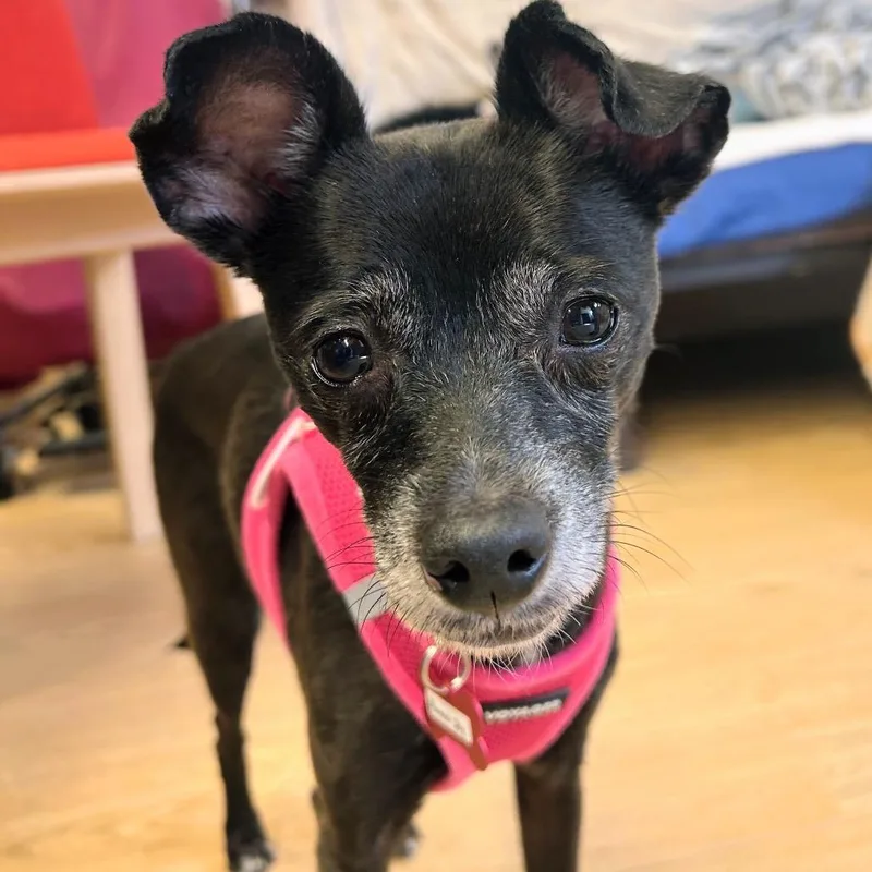 A senior small-sized female Black Terrier dog named Almond Joy for adoption in San Francisco, CA