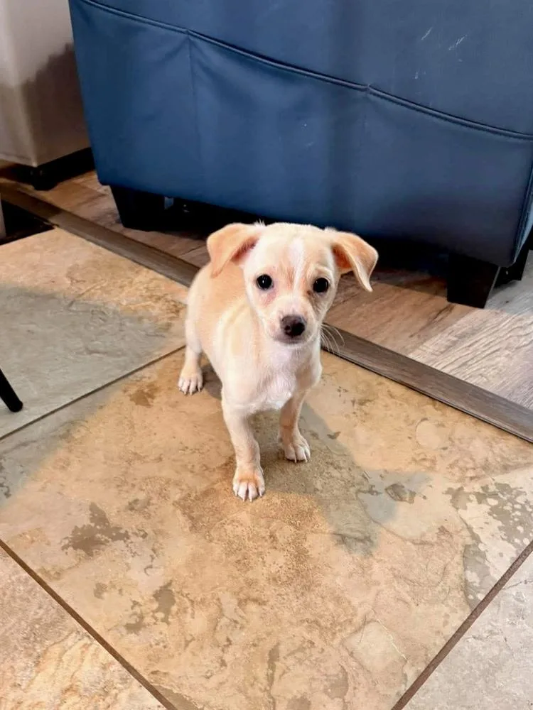 A baby medium-sized male Brown / Chocolate Pomeranian dog named Joe for adoption in Valley Stream, NY