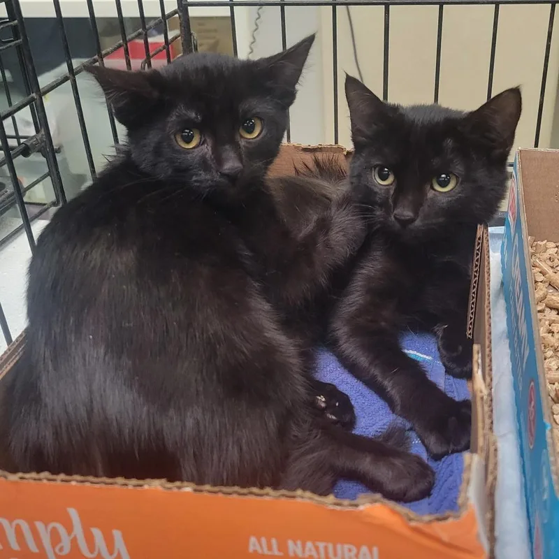 A young medium-sized female Black Domestic Short Hair cat named Dolly Parton for adoption in Westminster, CA