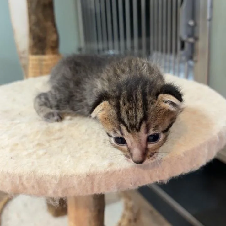 A baby small-sized female Domestic Short Hair cat named Super Duper Cat for adoption in Livingston, TX