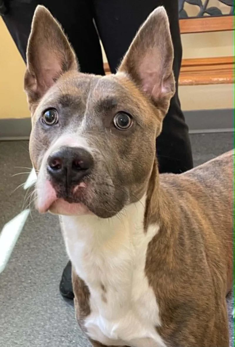 An adult medium-sized male Pit Bull Terrier dog named Dozer for adoption in Covington, VA