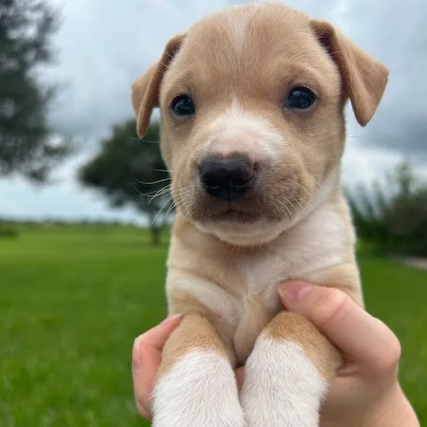 Oliver Pc thumbnail 2