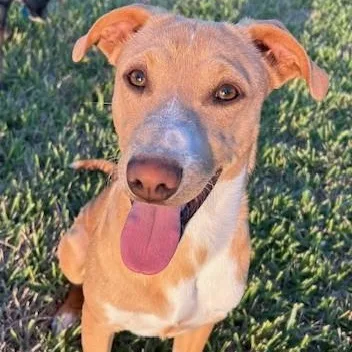 Oliver Pc thumbnail 3