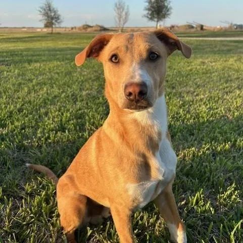 Oliver Pc thumbnail 4