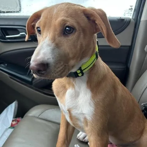 Oliver Pc thumbnail 5