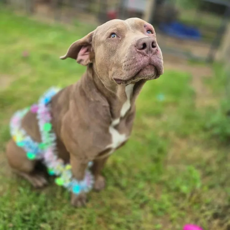 An adult small-sized male Pit Bull Terrier dog named Atlas for adoption in Dover, AR