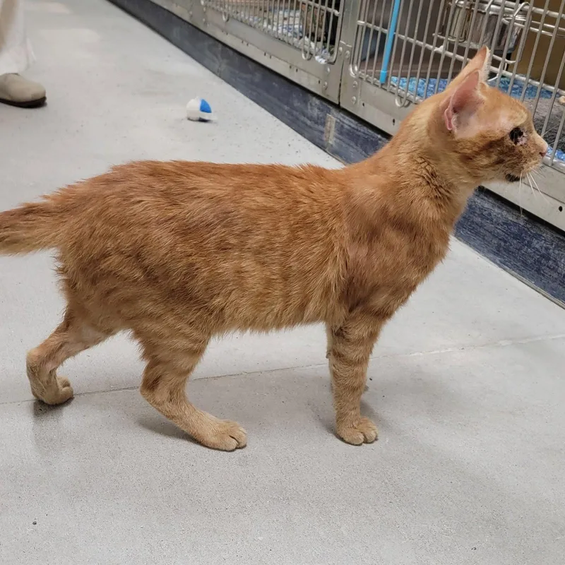 A baby medium-sized male Tabby cat named Fanta fantastic for adoption in Houston, TX