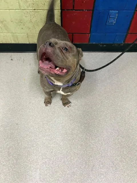 An adult medium-sized female Pit Bull Terrier dog named Remy for adoption in Indianapolis, IN