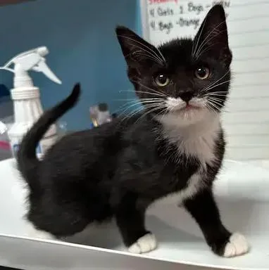 A baby small-sized female Black & White / Tuxedo Domestic Short Hair cat named Iris for adoption in Woodbridge, VA
