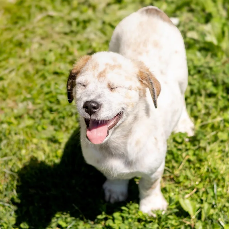 A baby small-sized male White / Cream Labrador Retriever dog named Atticus Finch for adoption in Wilmington, DE
