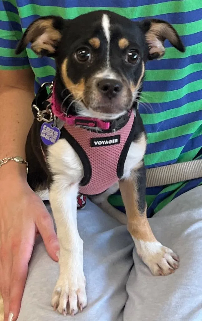 A baby small-sized female Chihuahua dog named Patches for adoption in Lake Forest, CA