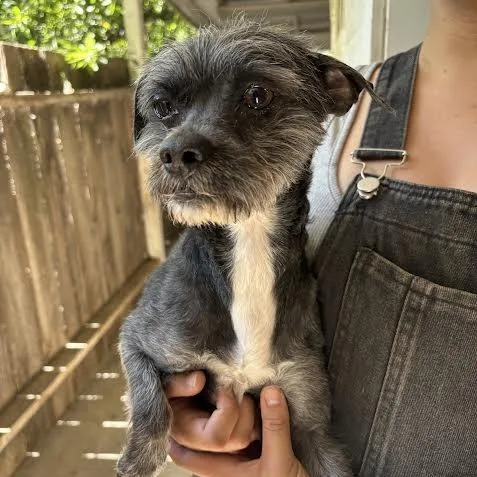 An adult small-sized male Gray / Blue / Silver Terrier dog named Moe for adoption in Sonoma, CA