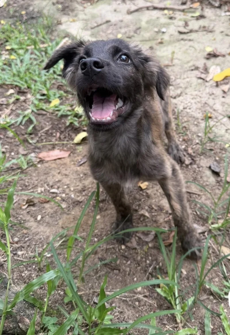 Arlo