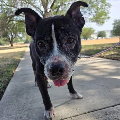 A senior medium-sized male American Staffordshire Terrier dog named Reeses Pieces for adoption in Austin, TX