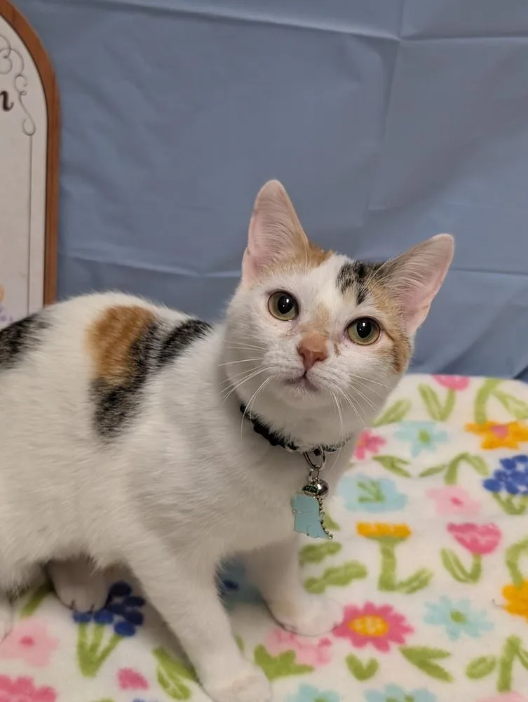 A baby medium-sized female Orange & White Calico cat named Juniper for adoption in Greensboro, NC